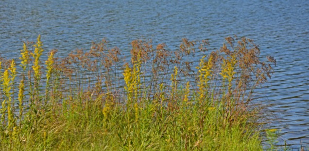 goldenrod by the lake