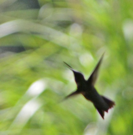 hummingbird rising