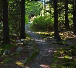 path through the woods