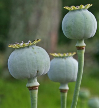 poppy seedheads in profile
