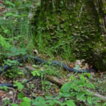 black snake living in tree