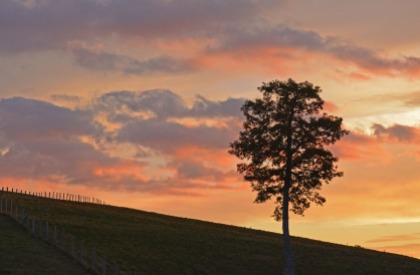 tree and fence at sunset