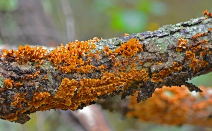 yellow fungi on tree trunk