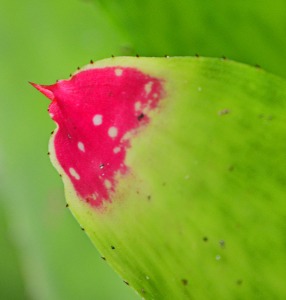 bromeliad leaf tip