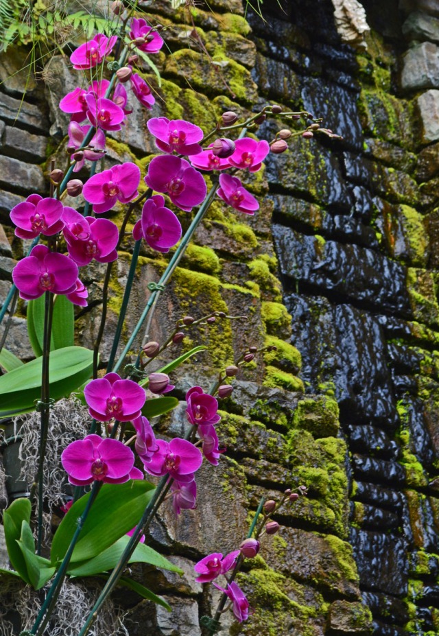 purple orchids and waterfall