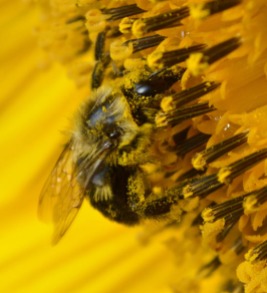 bee gathering pollen 120