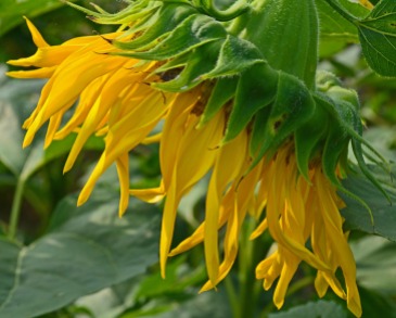 fringe of yellow petals 120