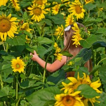 little girl among giant sunflowers 120