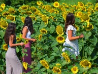 three friends among sunflowers 150
