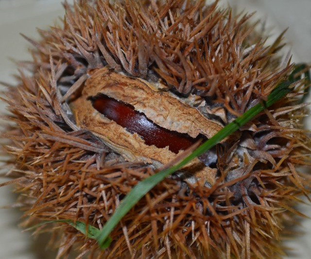 birth of a chestnut