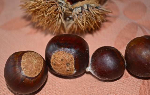 line of chestnuts