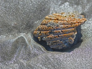 ridged shell in shiny sand