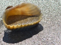shell in shimmering sand